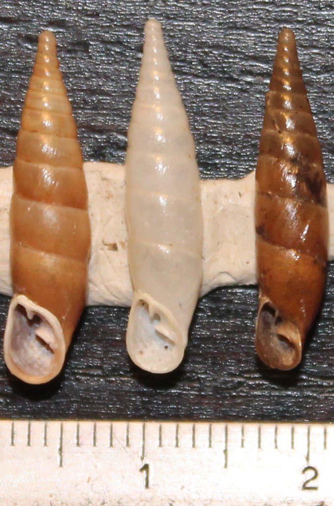 Clausiliidae da identificare